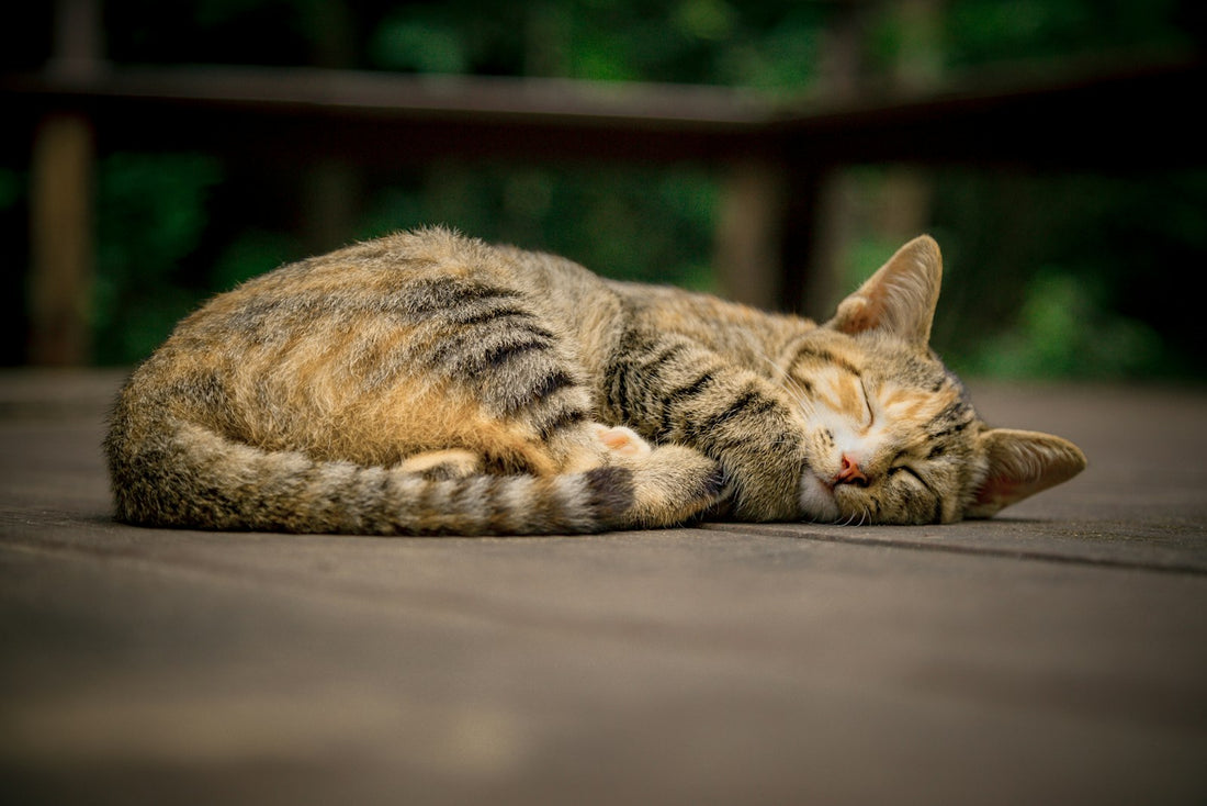 Cat lying on a cool floor to escape the heat