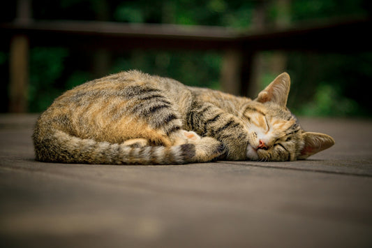 Cat lying on a cool floor to escape the heat