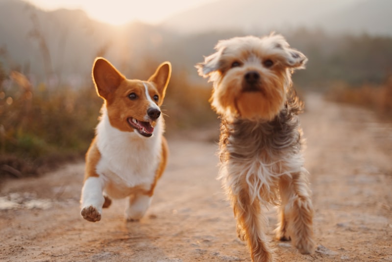 Pet accessories and comfort products
