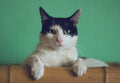 Cat rubbing against wall grooming brush