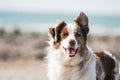 GPS pet tracker attached to dog collar outdoors
