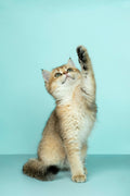 Automatic laser pointer interactive cat toy