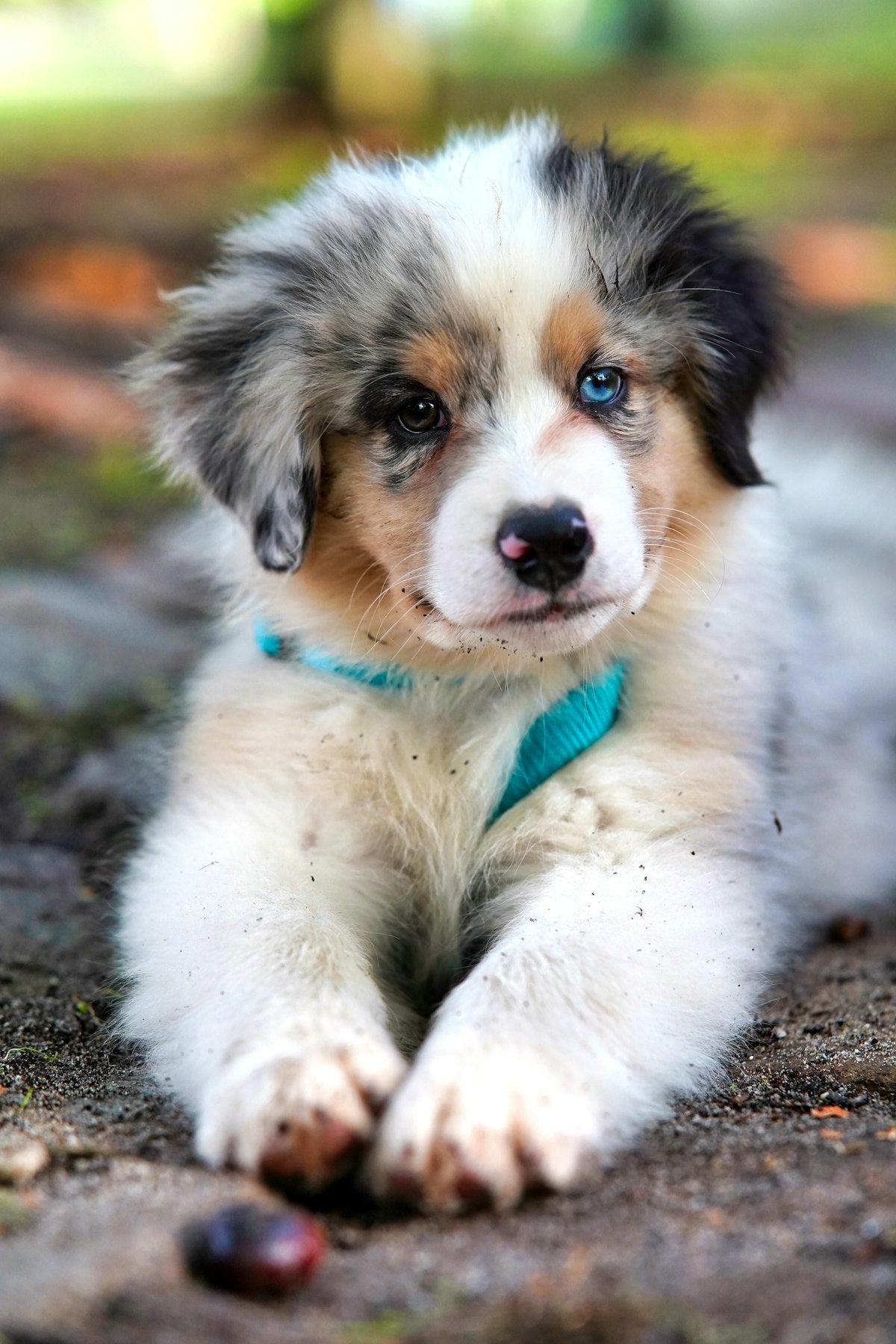 No-pull front-clip dog harness